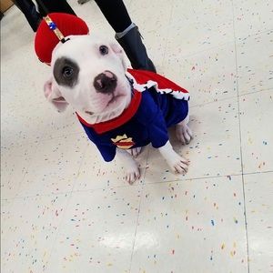 Bootique King dog costume